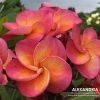 Alexandria